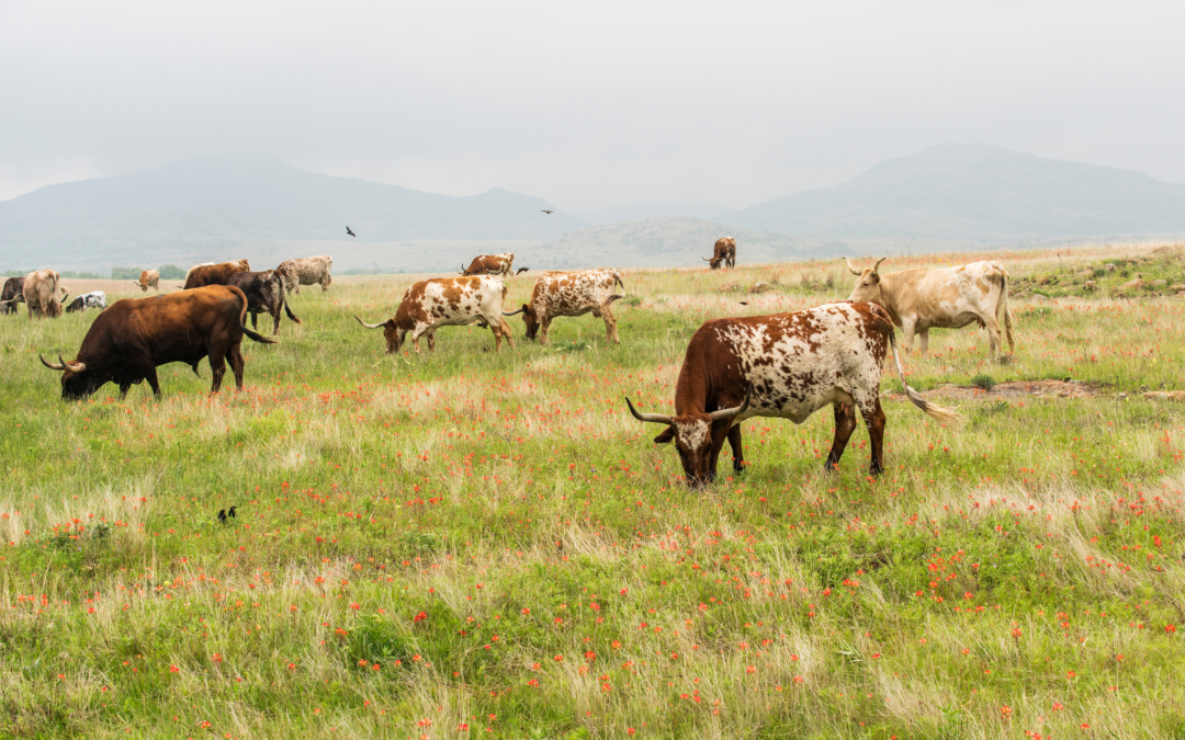 Best Time to Visit Texas Hill Country